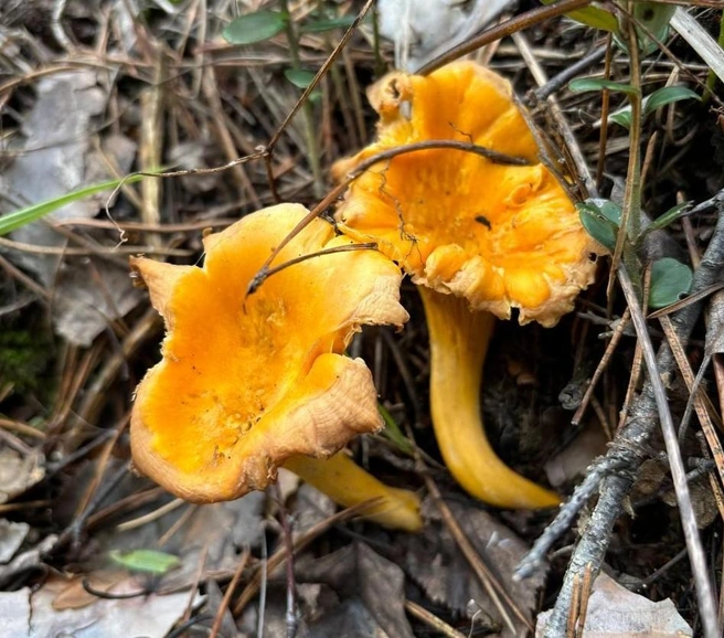 А какие ваши любимые грибы и часто ли вы их собираете?  | Источник: читатель 72.RU