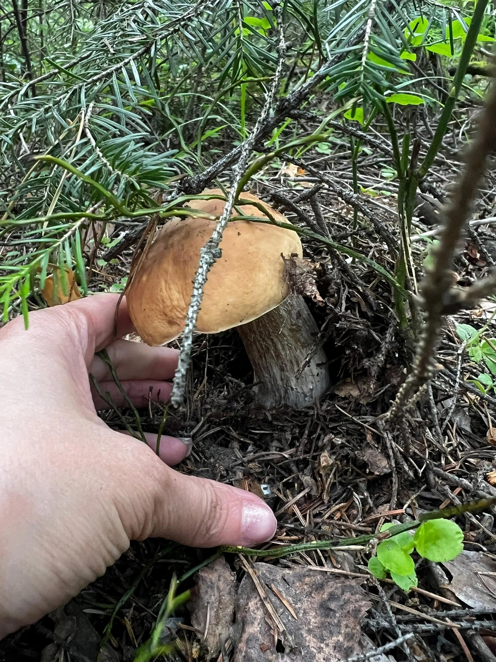 Ну вы только посмотрите, какая красота!  | Источник: Александра Шурыгина / «Уральский ЯжеГРИБНИК»