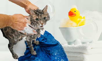 Почему кошки на самом деле так боятся воды — а вы и не в курсе