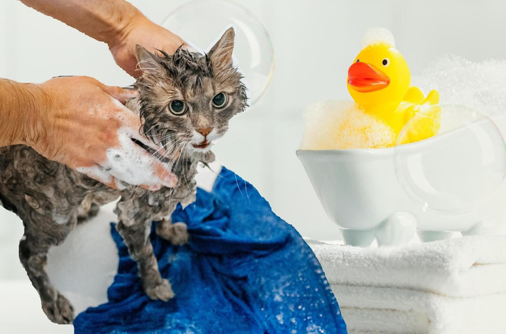 Почему кошки на самом деле так боятся воды — а вы и не в курсе