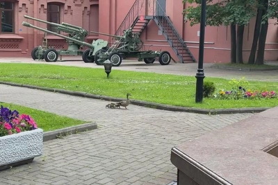 Утки с утятами устроили экскурсию у «Вселенной Воды»