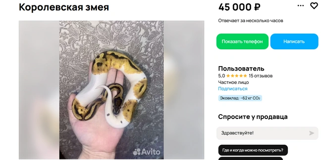 Лоялен к рукам | Источник: Авито