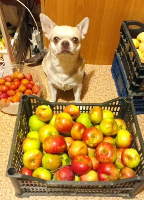 Угощайтесь, читатели дорогие! | Источник: читатель 63.RU