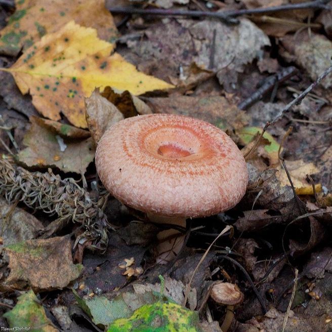 Волнушки розовые растут группами | Источник: mycology.su
