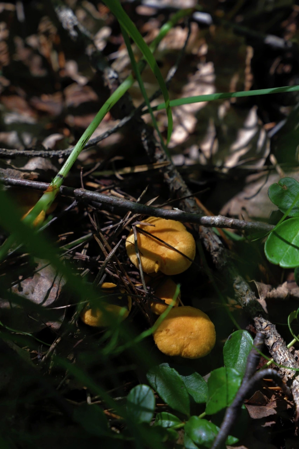 В направлении Березовского можно смело искать грибы | Источник: Анна Толокнова, «Дары лесов Урала» / Vk.com