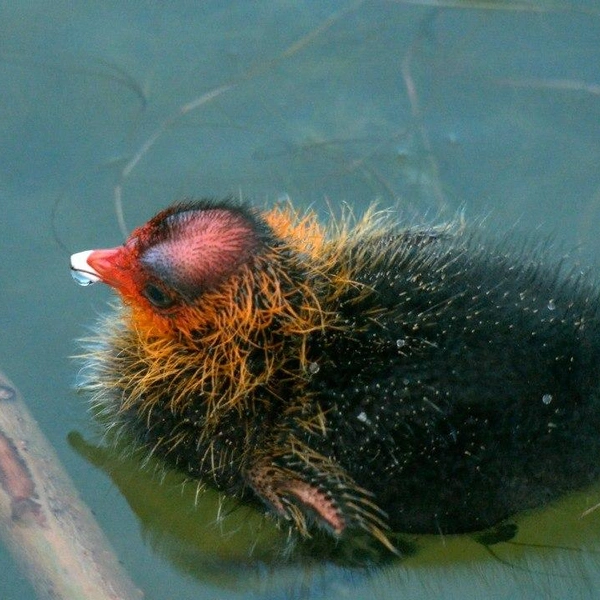 Источник: Каждой твари по паре | Павел Глазков | Животные, природа, Санкт-Петербург, Ленобласть