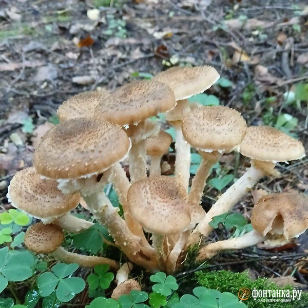 Источник: читатель «Фонтанки»