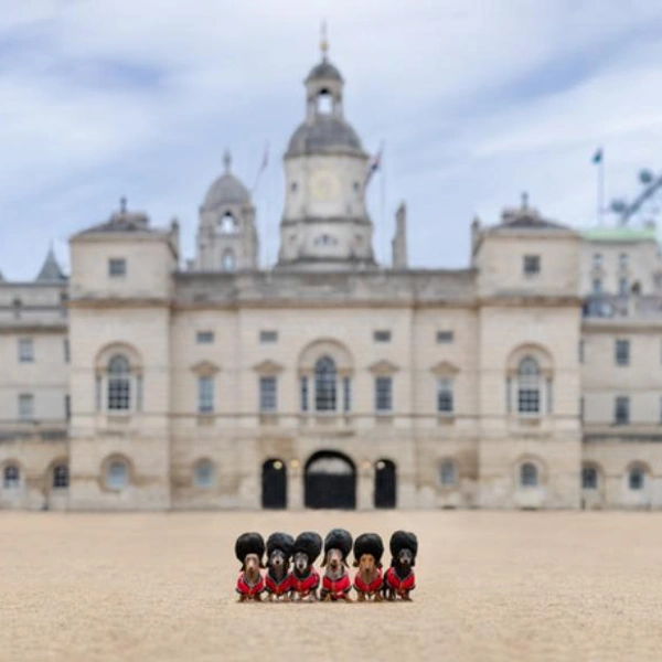 Финалист в номинации «Портрет на свежем воздухе» | Источник: Andrew Richardson / Dog Photography Awards 2025