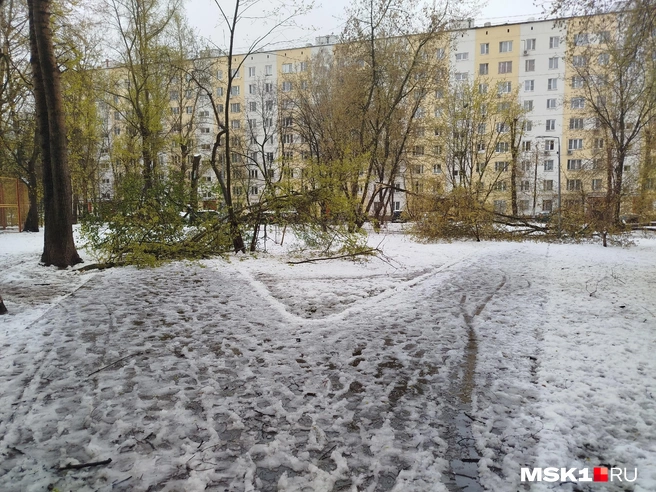 Упавшие во дворе деревья в конце апреля | Источник: Ангелина