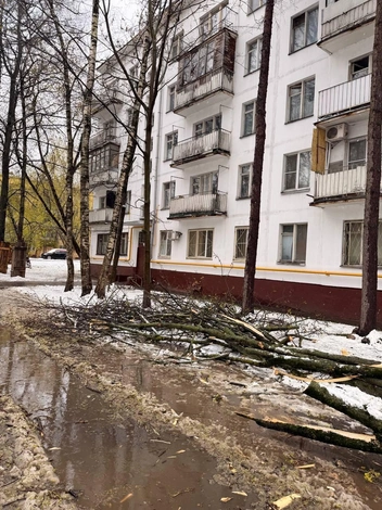 Многие деревья оказались в куче снега и грязи | Источник: Софья Чатинян / MSK1.RU