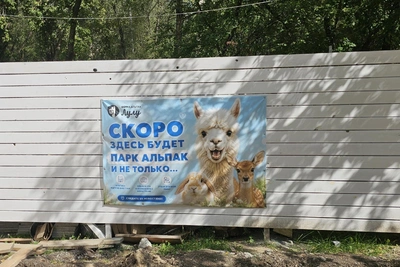Альпака-парк в Кургане откроется 28 августа