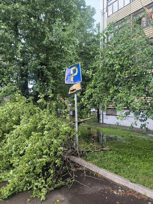 Упавшее дерево повредило дорожный знак | Источник: GermanRom21 / Telegram