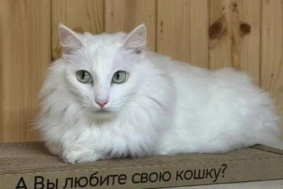 Спасённую ангорскую кошку Любу пристраивают в добрые руки в Сургуте