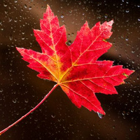 Аватарка OsokinaLYLY