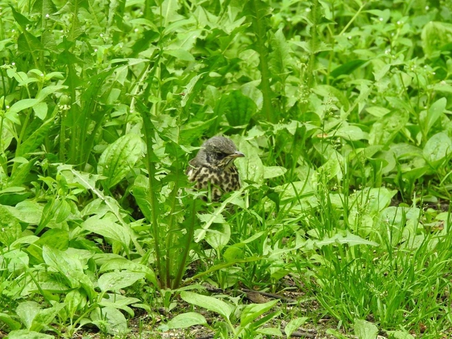 Птенцы соловья прячутся в траве, но не могут улететь | Источник: birdwatching_ekb / Vk.com