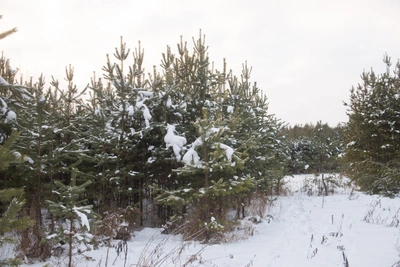 Александров день: народные обычаи 28 марта