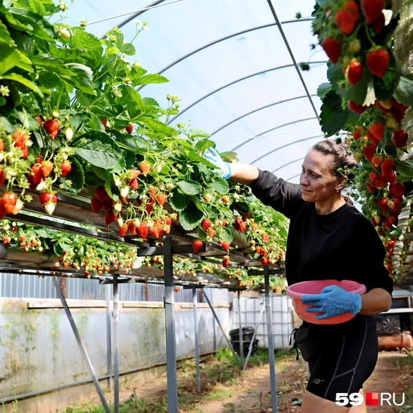 Елена за сбором урожая | Источник: Ирина Тропина / 59.RU 