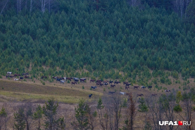 Лошади пасутся здесь до сих пор | Источник: Булат Салихов / UFA1.RU