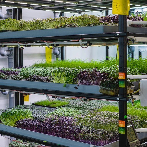 Полочки как газон | Источник: Тимофей Калмаков / 59.RU