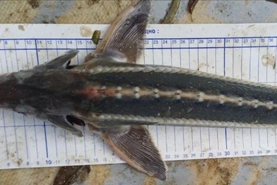 Осетра-шипа выловили в Азовском море впервые за 100 лет