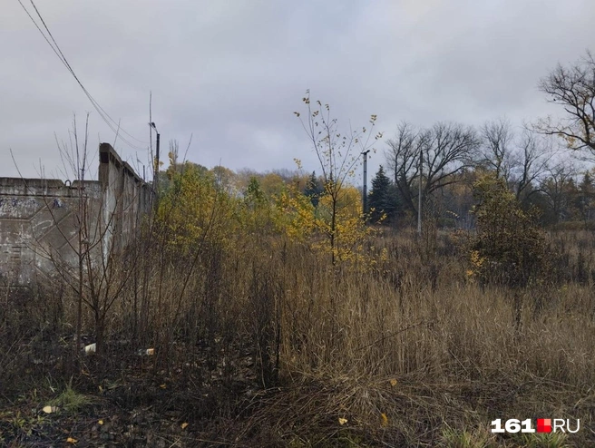 Так выглядит растительность в парке | Источник: читатель 161.RU