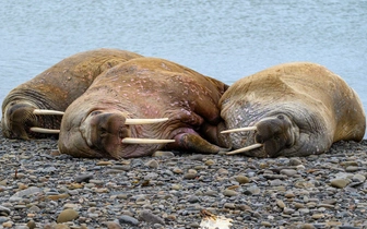 Ученые ищут добровольцев для подсчета моржей