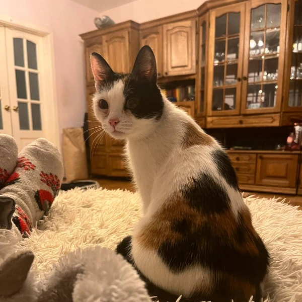 Кошку взяли на передержку | Источник: Приют «Счастливый хвост»