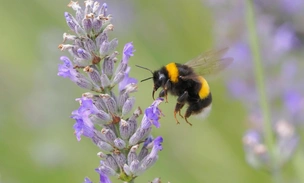 Оптимизм по‑шмелиному: как насекомые заражают друг друга хорошим настроением