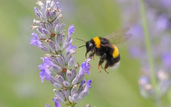 Оптимизм по‑шмелиному: как насекомые заражают друг друга хорошим настроением