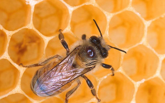 Пчелам не сладко