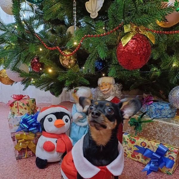 Моника тоже принарядилась к празднику и ждет вкусняшку  | Источник: читательница НГС 