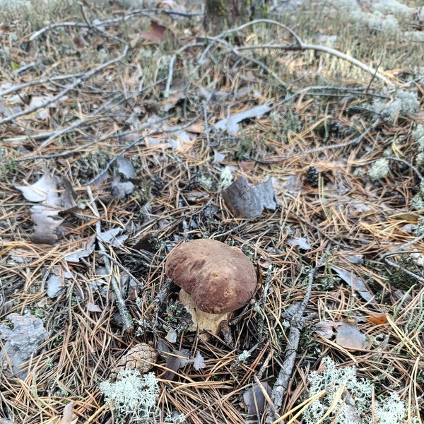 Источник: Татьяна Перевозчикова / Дары лесов Урала. Грибы Екатеринбурга и области / Vk.com