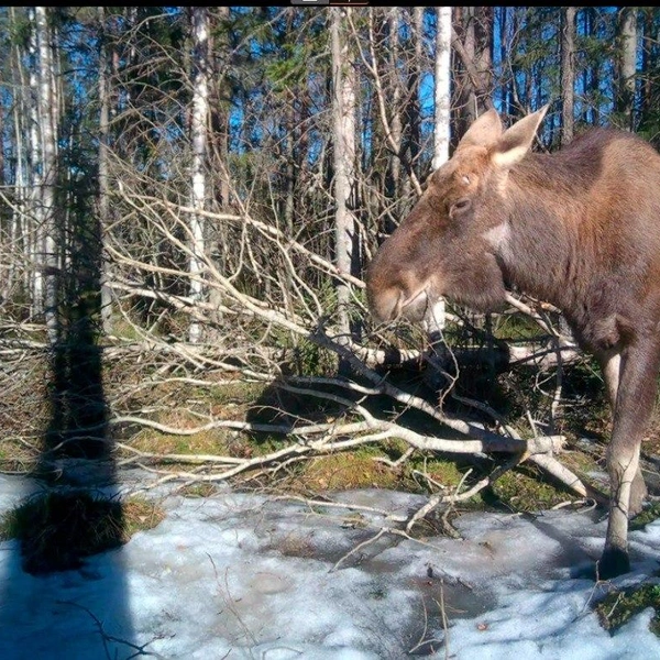 Безрогий лось угодил в фотоловушку, когда получал удовольствие в лесу под Петербургом | Источник: Каждой твари по паре