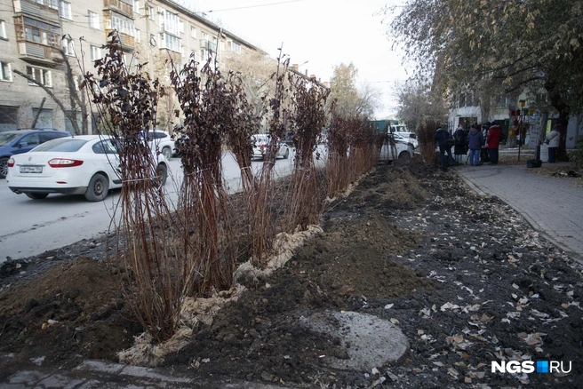 О том, что на улице Советской, 44 проведут озеленение, сообщили накануне в мэрии Новосибирска. Рабочие занялись высадкой сто кустов кизильника | Источник: Андрей Бортко / NGS.RU