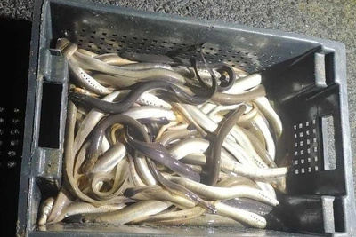 Штраф за перевозку тонны миноги без документов