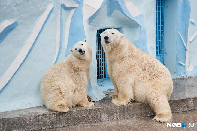 Зоопарк работает на час меньше | Источник: Александр Ощепков / NGS.RU