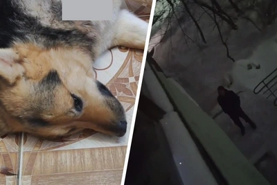 В Кстове из-за отказа женщины мужчина зарезал бездомную собаку