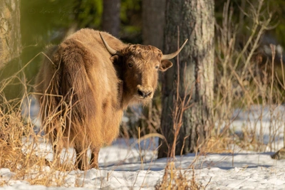 Яки в лесах Ленобласти: редкие кадры и история