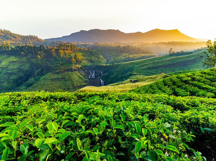 Фото №1 - Чайные плантации: как создается самый популярный напиток