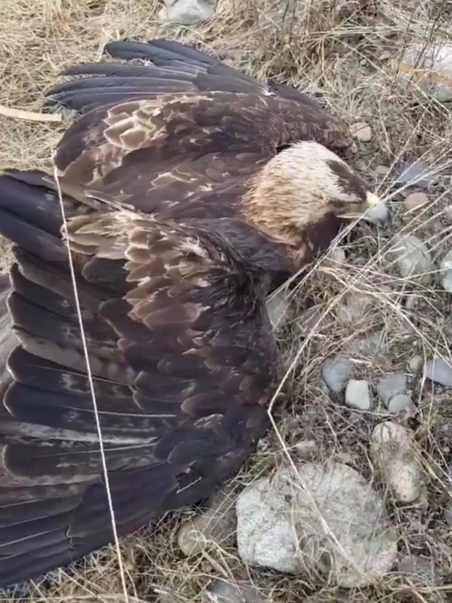 В Екатеринбург из Абакана привезли орла-могильника, который во время охоты  сломал крыло, теперь он будет жить в питомнике для хищных птиц «Холзан»,  январь 2022 года - 17 января 2022 - Е1.ру