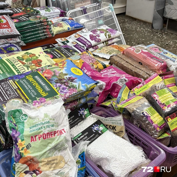 Источник: Дарья Макеева / 72.RU