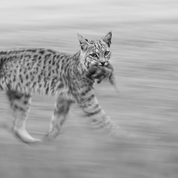 Победитель в номинации «Молодой фотограф» | Источник: Leo Dale / Nature Photographer of the Year 2025