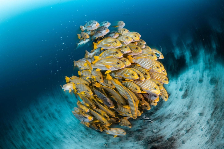 Объявлены победители конкурса Ocean Photographer of the Year 2025: таких подводных фотографий вы еще не видели | Источник: Brooke Pyke / Ocean Photographer of the Year 2025