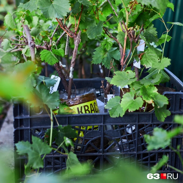 Источник: Роман Данилкин / 63.RU