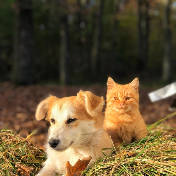 Источник: Shutterstock/Fotodom.ru