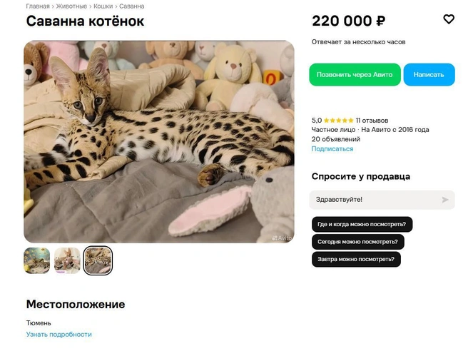 Источник: avito.ru