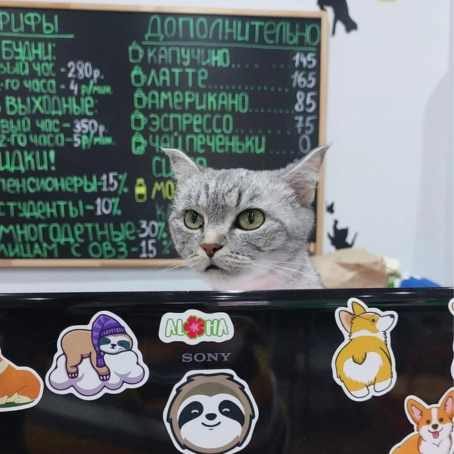 Сотни котов, которые попали в кафе, впоследствии нашли новый дом | Источник: «Котофейня» / «ВКонтакте»