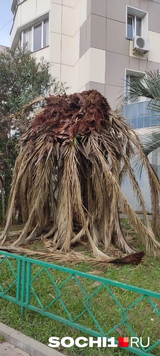 Пальма полностью повреждена долгоносиком  | Источник: читатель SOCHI1.RU