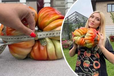 Siberian Woman Grows World's Heaviest Tomato