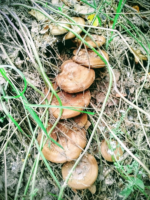 Вот каких красавчиков нашла Раиса | Источник: Лучшие ГРИБНИКИ Самарской и Ульяновской области / Vk.com 